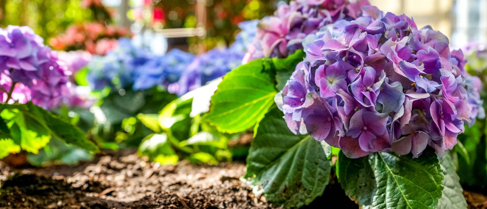 HortensienErde Test & Vergleich » Top 10 im Mai 2025