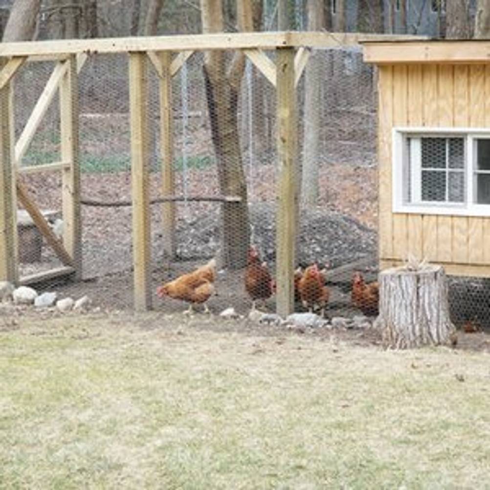 Hühner in einem Hühnerstall mit Außengehege