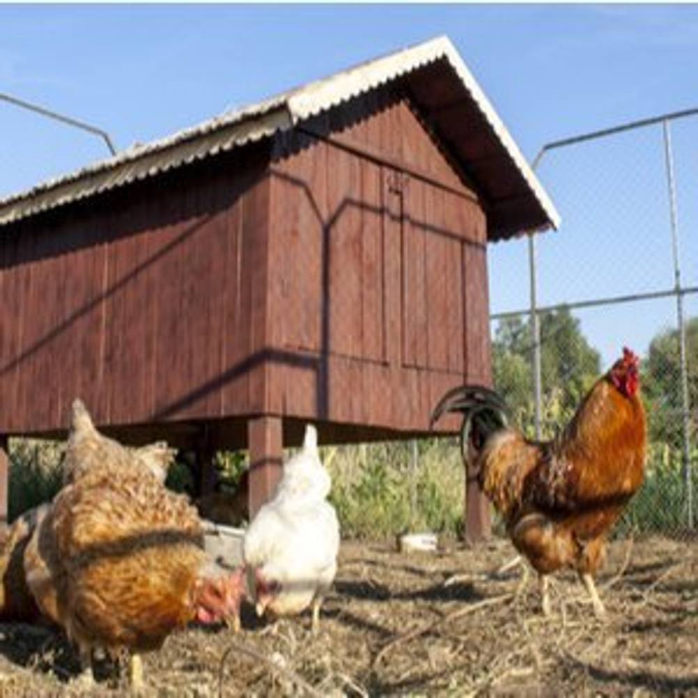 braune und weiße Hühner vor einem Hühnerhaus auf Stelzen in einem Gehege