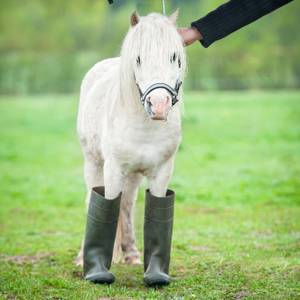 hufschuhe-shetties