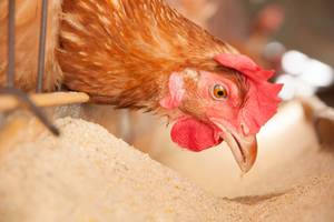 huhn-hühnerstall