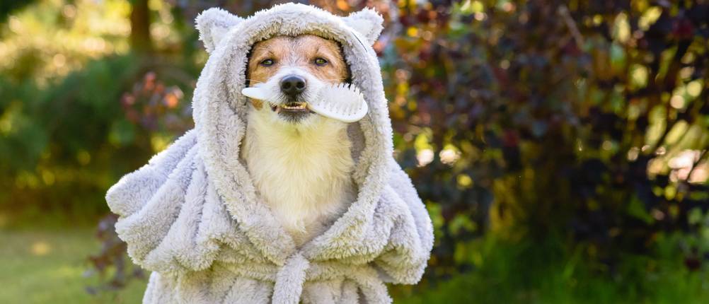 hund-bademantel