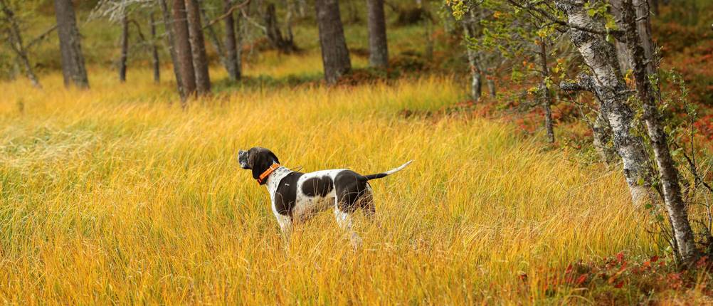 hund gps