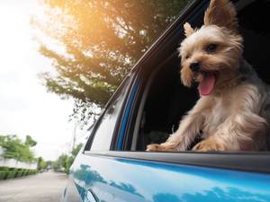 Im Auto muss Ihr Hund sicher untergebracht sein, dabei reicht auch eine günstige faltbare Hundebox.