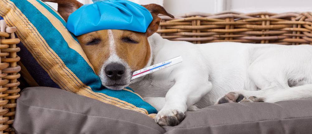 Lachsöl Hunde Vergleich