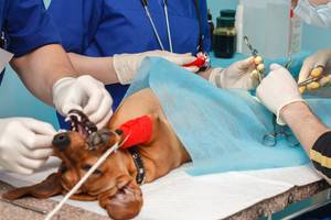 hunde-opversicherung