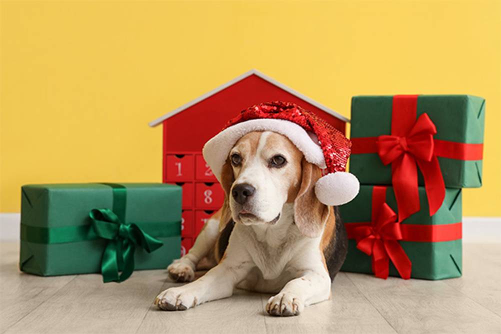 Hunde-Adventskalender im Test: Ein Beagle der vor einem Adventskalender und drei Geschenken liegt. 