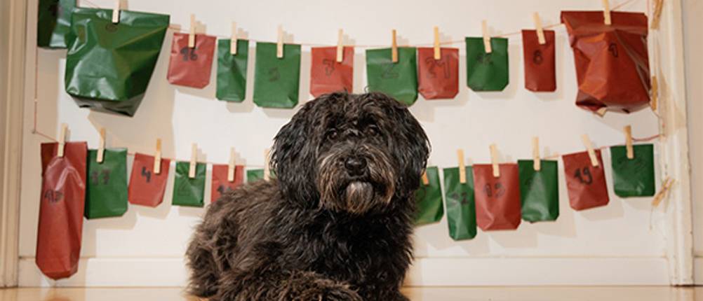 Hund sitzt vor einem Adventskalender