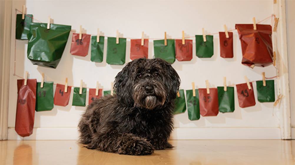 Hunde-Adventskalender im Test: Ein Hund der vor vielen Adventskalender-Päckchen liegt.