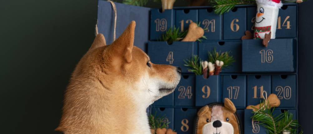 hunde-adventskalender-test
