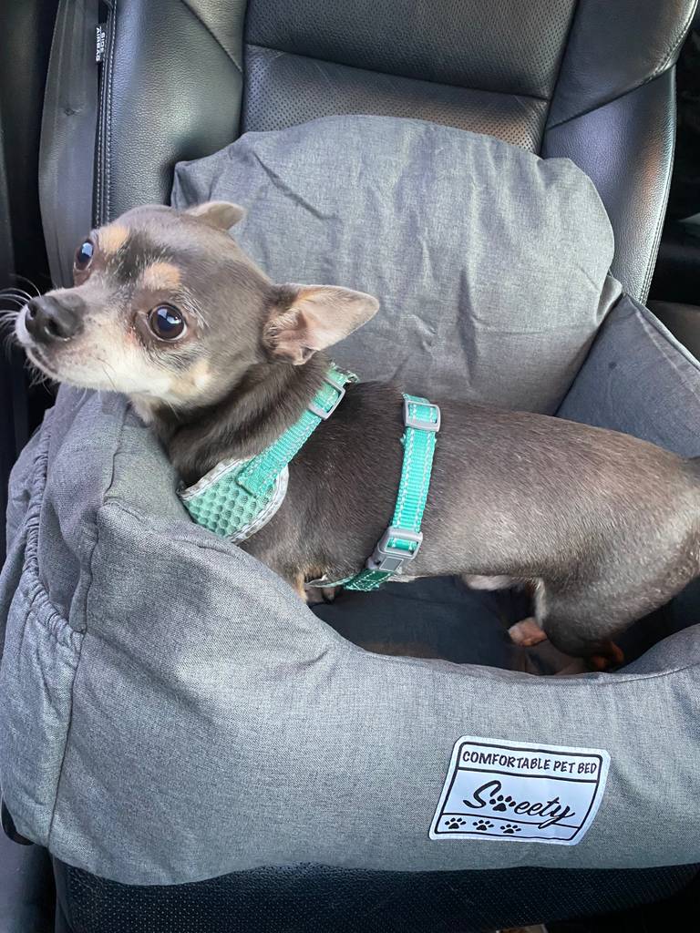 Amazon Brand-Umi Hundeautositz
