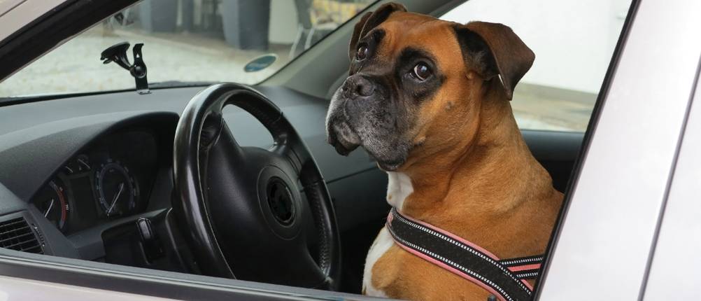 Hunde-Autositz Test