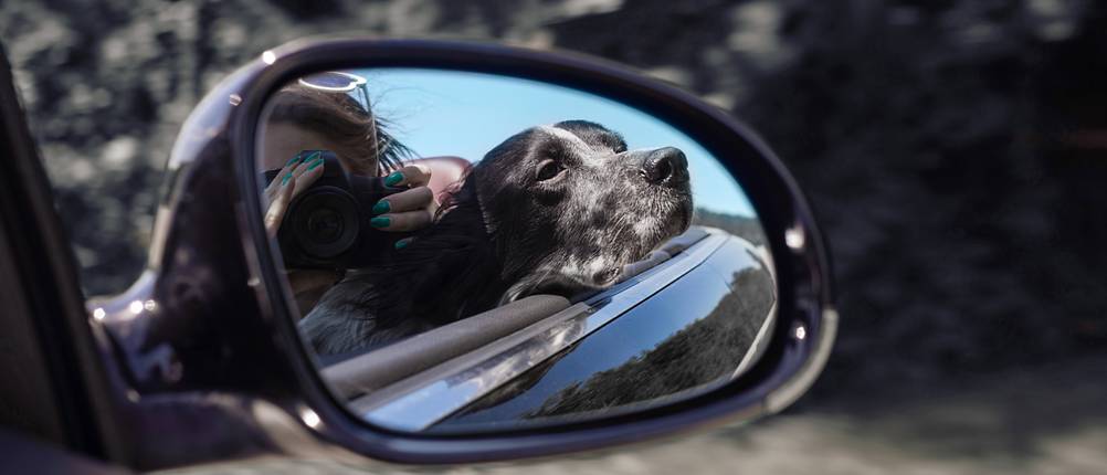 Hunde-Autositz Vergleich