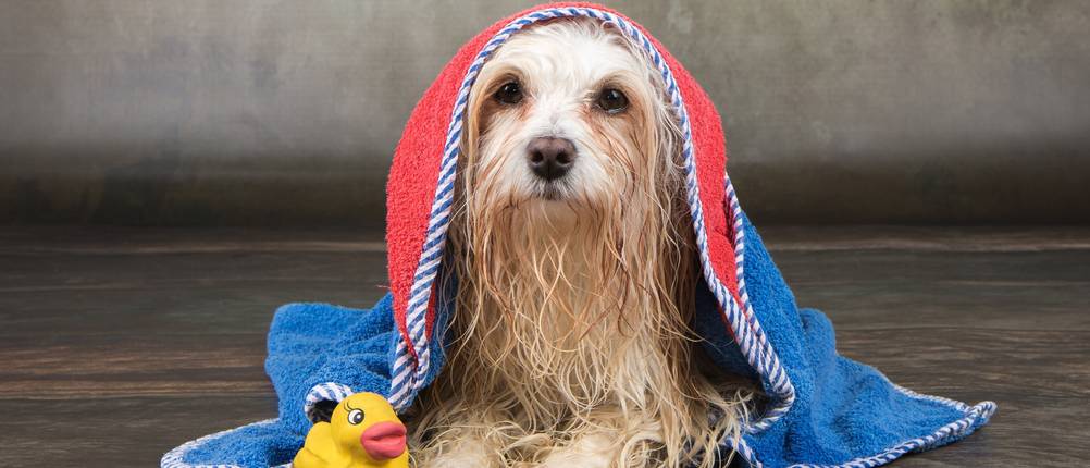 Hunde Bademantel Test