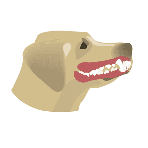 Hund Zahnpflege