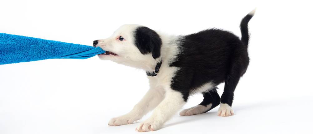 hunde-handtuch