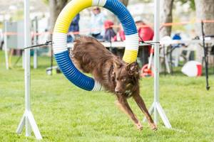 operation-kosten-hund-op-versicherungsvergleich