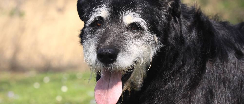 Hunde-OP-Versicherung-Vergleich: Älterer schwarz-weißer Hund blickt nach vorne und atmet mit offener Schnauze. 