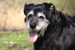 Hunde-OP-Versicherung-Test: Älterer schwarz-weißer Hund blickt nach vorne und atmet mit offener Schnauze.