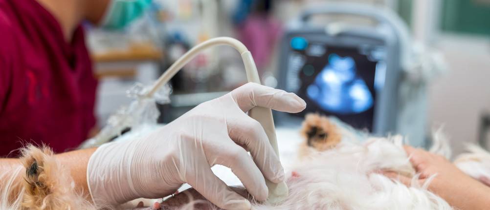 Hunde-OP-Versicherungen im Vergleich: Hund liegt auf dem Untersuchungstisch und wird am Bauch per Ultraschall untersucht.