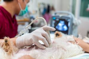 Hunde-OP-Versicherungen im Test: Hund liegt auf dem Untersuchungstisch und wird am Bauch per Ultraschall untersucht.