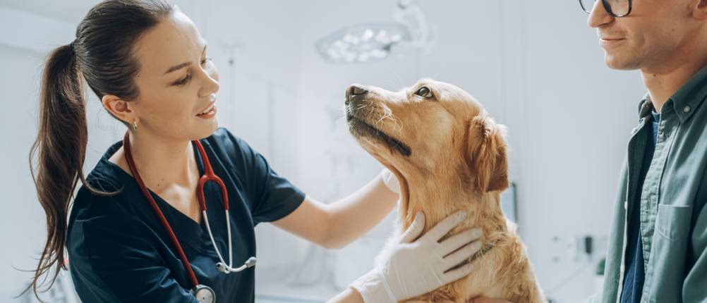 Hunde-OP-Versicherungen im Vergleich: Golden Retriever sitz auf einem Behandlungstisch und wird von einer Tierärztin untersucht, während das Herrchen daneben steht und den Hund streichelt.