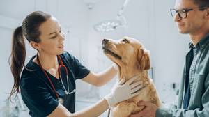Hunde-OP-Versicherungen getestet: Golden Retriever sitz auf einem Behandlungstisch und wir von einer Tierärztin untersucht während das Herrchen daneben steht und den Hund streichelt.