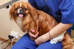 hunde-op-versicherungsvergleich