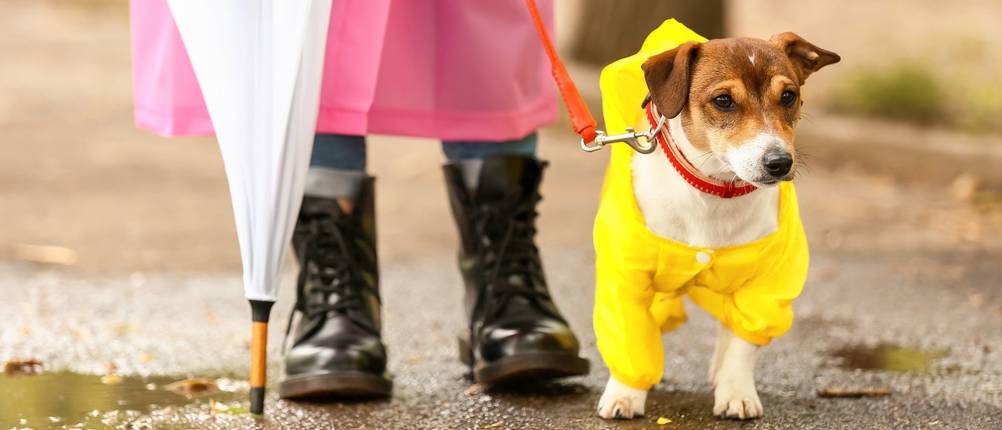 Hunde-Regenmantel-Test