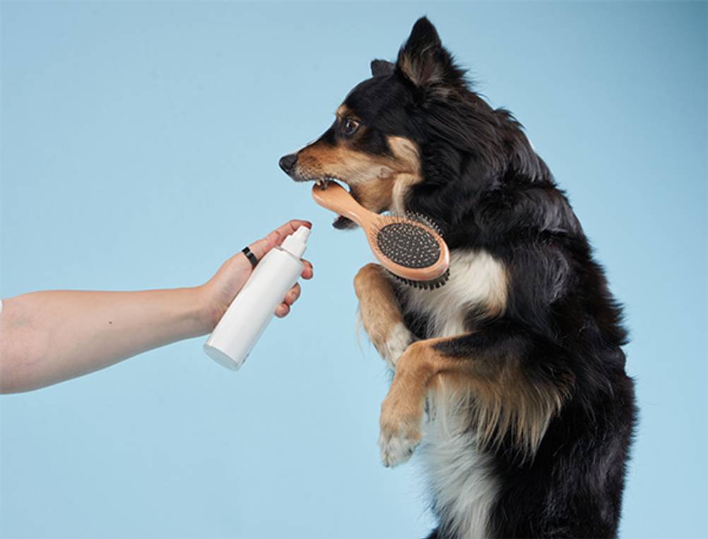 Hunde-Trockenshampoo-Test: Hier ein Hund mit einer Bürste im Maul, der mit einem Spray eingesprüht wird.