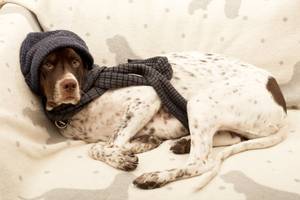 Hundekrankenversicherung Test