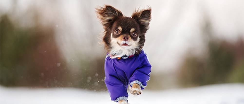 Hunde-Wintermantel im Test: Ein kleiner Spitz mit einem blauen Wintermantel, der Beine hat.