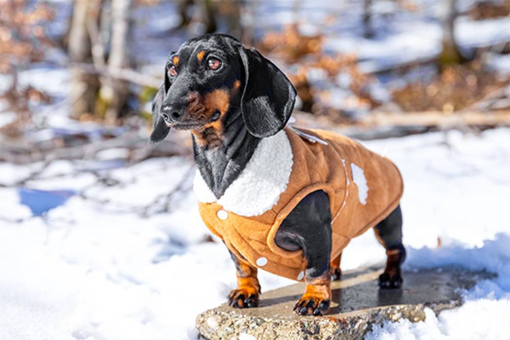 Hunde-Wintermantel im Test: Hier ein Dackel mit einem cremefarbenen Wintermantel zum Knöpfen.