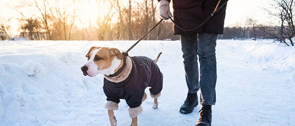 Hunde-Wintermantel im Test: Ein großer Hund, der beim Gassigehen einen Wintermantel trägt. 