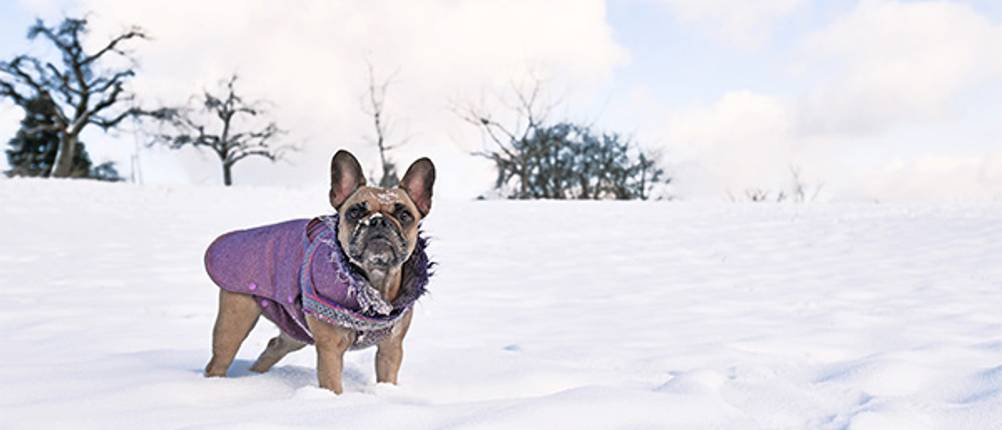 Hunde-Wintermantel-Test: Ein Mops in einer Schneelandschaft, der einen Wintermantel trägt.