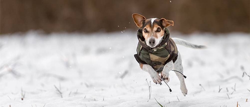 Hunde-Wintermantel im Test: Ein Jack-Russel-Terrier in einem Wintermantel, der durch eine Schneelandschaft rennt.