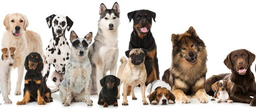 Wolfsblut Hundefutter Hunde