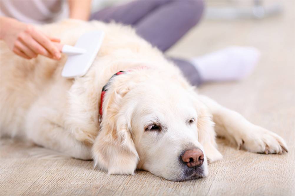 Hunde-Zupfbürste im Test: Ein Hund, der entspannt daliegt und mit einer Zupfbürste gekämmt wird.