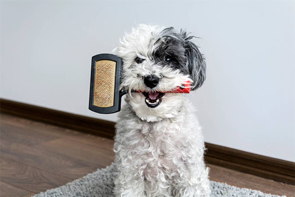 Zupfbürste-Hund im Test: Ein kleiner lockiger Hund, der eine Bürste im Maul hält.