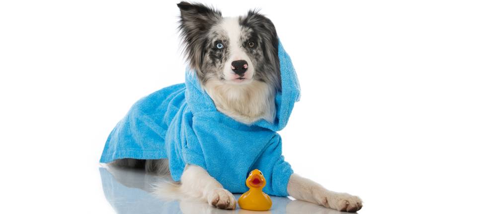 Hundebademantel Test