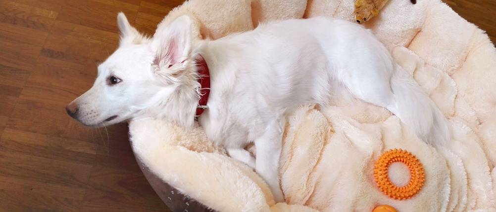 hundebett weich