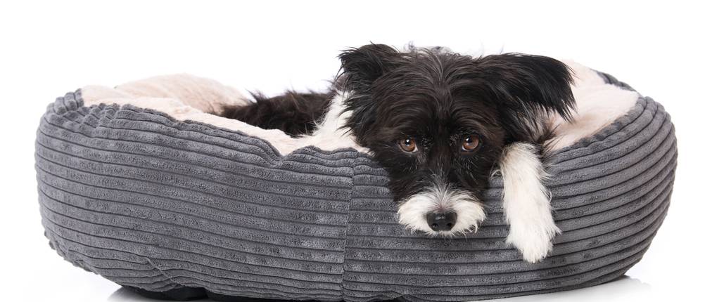 Hundebett-Donut-Test