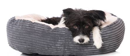 Hundebett-Donut Test & Vergleich  Top 11 im Juni 2026