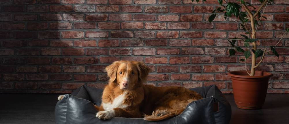 hundebett-kunstleder-test