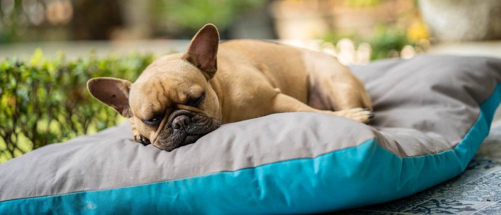 Hundebett-Outdoor-Test