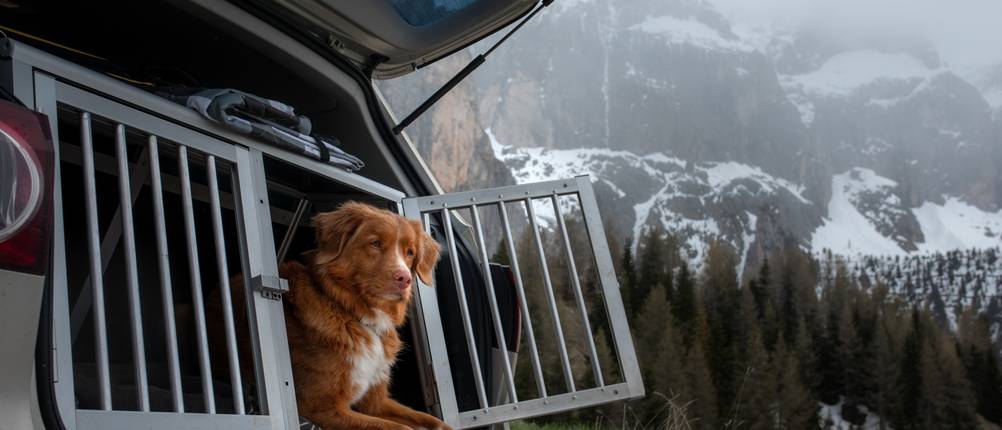 Auto-Hundebox im Test: Eine Auto-Hundebox im Kofferraum mit einem Hund.