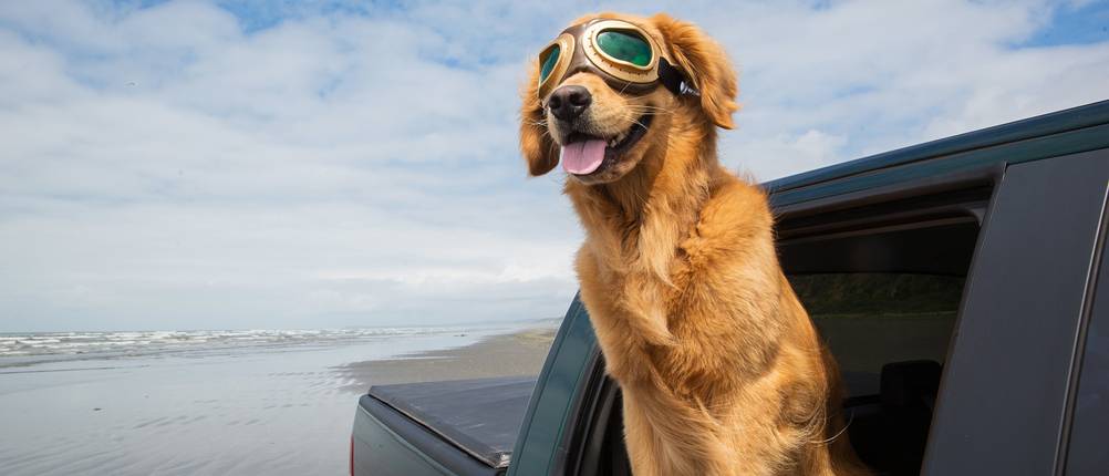 hundebrille brille für hunde