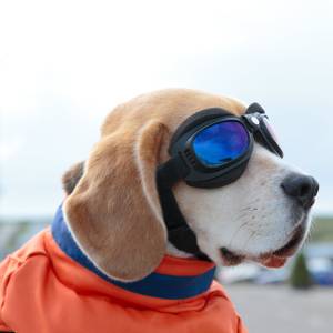 hundebrille gegen wind