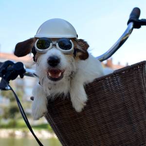 hundebrille jack russell