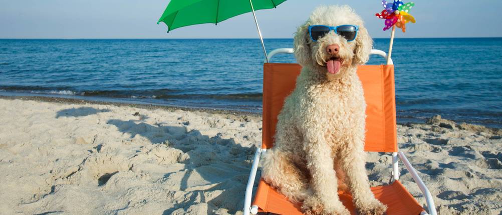 hundebrille schutzbrille
